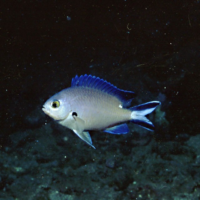 Chromis fumea